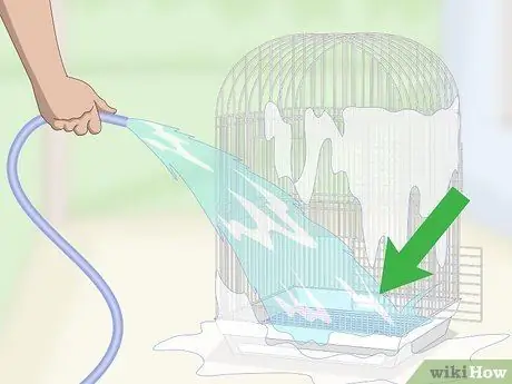 Лечить инфекции у ястребиноголовых попугаев Шаг 14