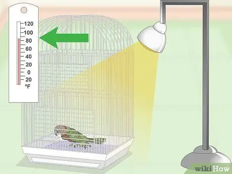 Лечить инфекции у ястребиноголовых попугаев Шаг 2
