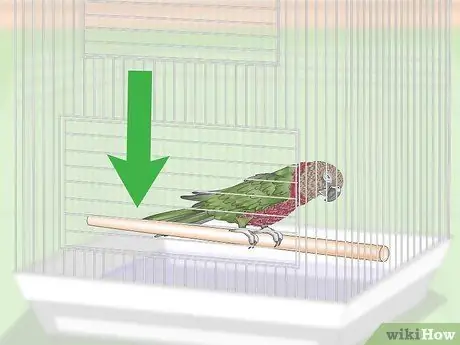 Лечить инфекции у ястребиноголовых попугаев Шаг 4