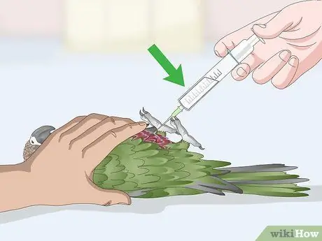 Лечить инфекции у ястребиноголовых попугаев Шаг 6