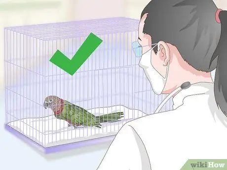 Лечить инфекции у ястребиноголовых попугаев Шаг 8