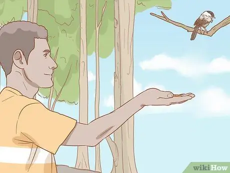 Кормить синицу с руки Шаг 11