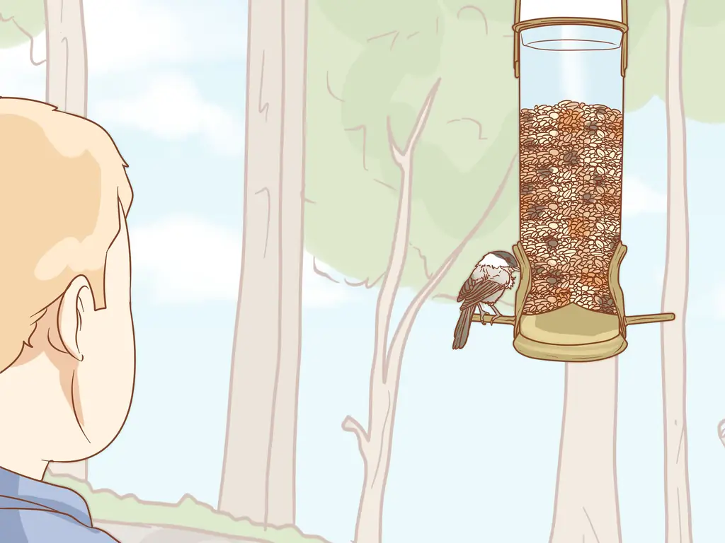 3 способа кормления синица из рук