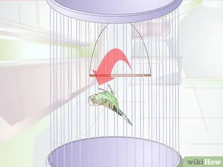 Избегайте отравления вашей домашней птицы Шаг 11