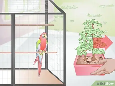 Избегайте отравления вашей домашней птицы Шаг 2