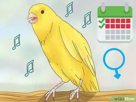 Выберите канарейку Шаг 8