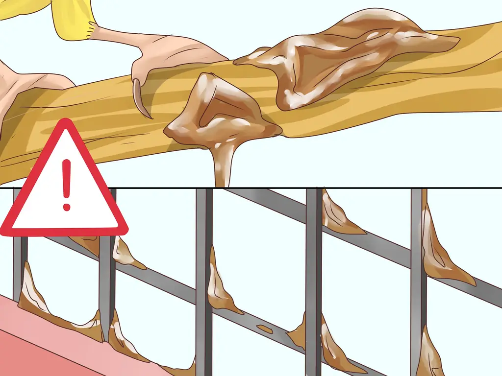 3 способа выбрать канарейку