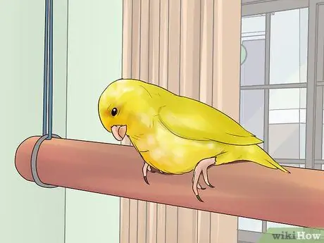 Выявление признаков болезни на канарейке Шаг 1