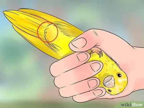 Выявление признаков болезни на канарейке Шаг 10