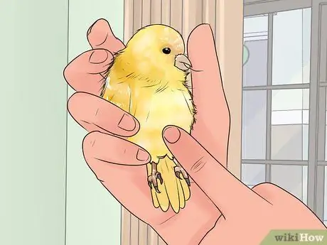 Найдите признаки болезни на канарейке Шаг 11