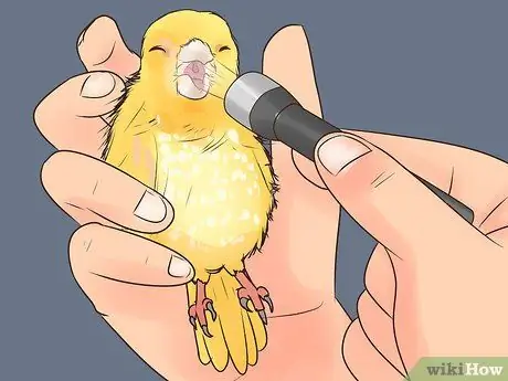 Найдите признаки болезни на канарейке Шаг 12