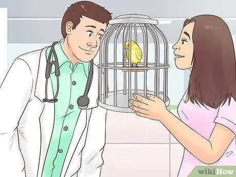 Найдите признаки болезни на канарейке Шаг 13