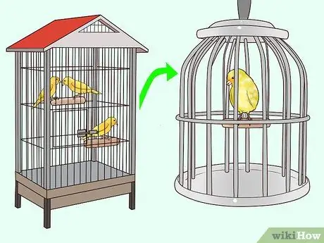 Найдите признаки болезни на канарейке Шаг 14