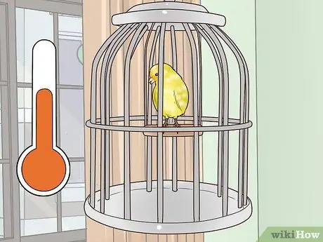 Выявление признаков болезни на канарейке Шаг 15