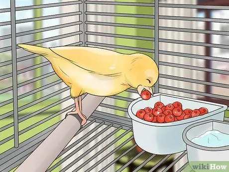 Найдите признаки болезни на канарейке Шаг 17