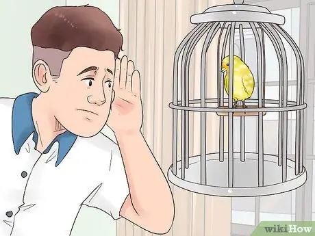 Найдите признаки болезни на канарейке Шаг 2