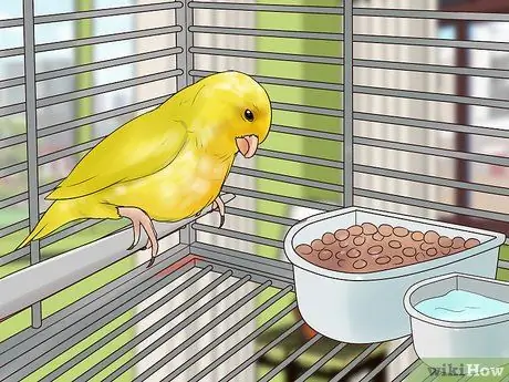 Выявление признаков болезни на канарейке Шаг 3