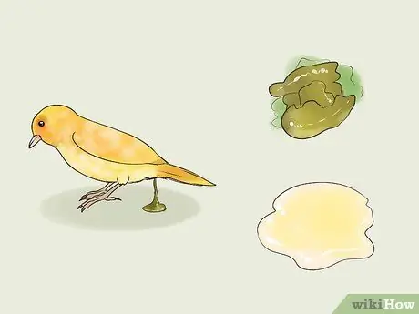 Найдите признаки болезни на канарейке Шаг 5