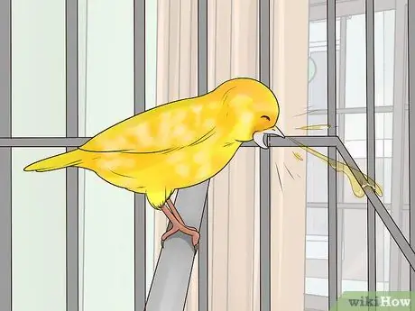 Найдите признаки болезни на канарейке Шаг 6