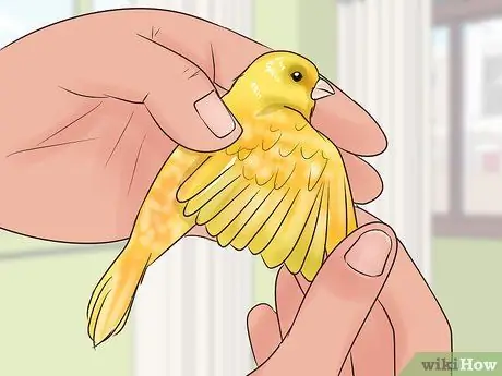 Найдите признаки болезни на канарейке Шаг 7