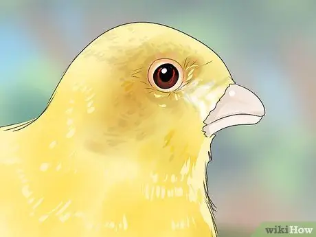 Найдите признаки болезни на канарейке Шаг 8