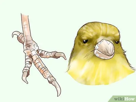 Найдите признаки болезни на канарейке Шаг 9