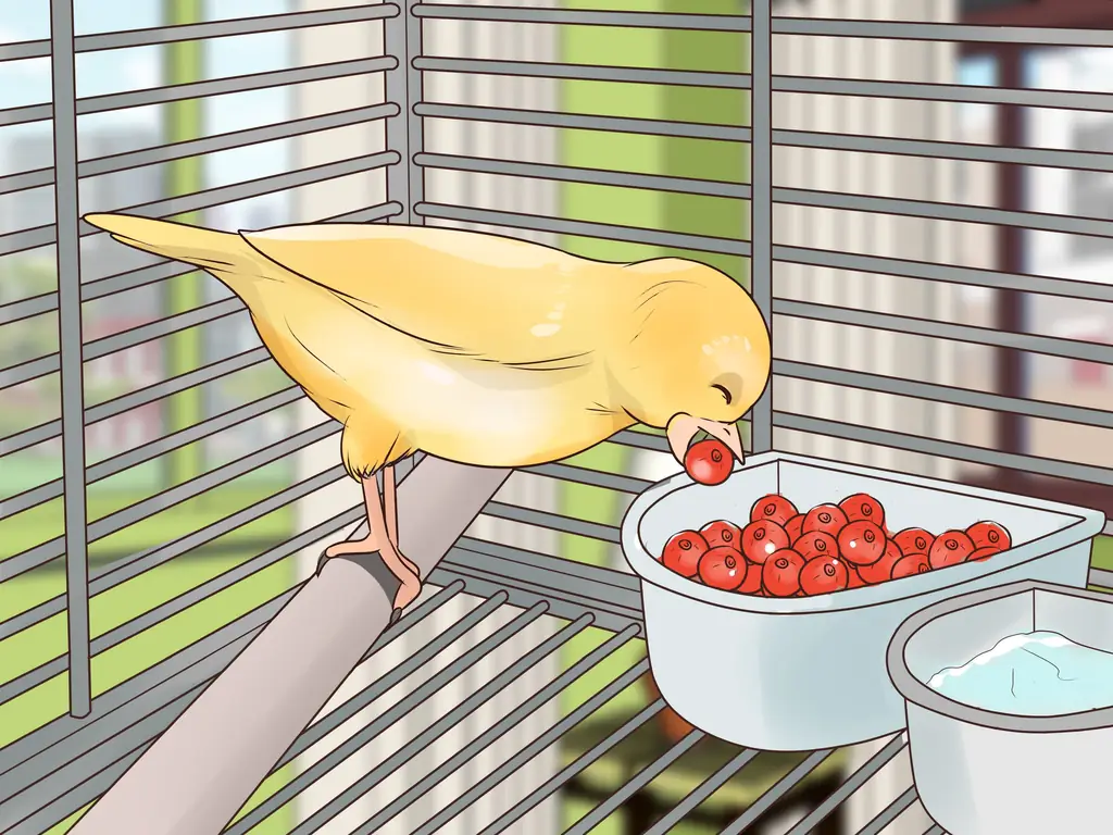 3 способа обнаружить признаки болезни у канарейки