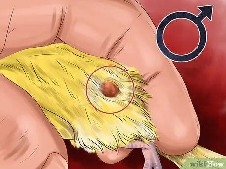 Заставьте канарейку спеть, шаг 1