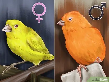 Заставьте канарейку спеть, шаг 3