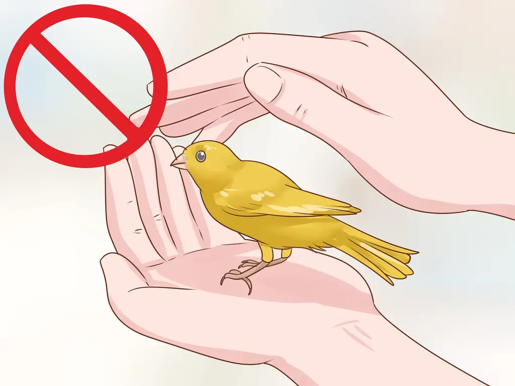 3 способа сохранить одну канарейку