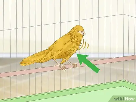 Лечить птичью оспу у канареек Шаг 10