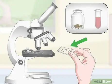 Лечить птичью оспу у канареек Шаг 12