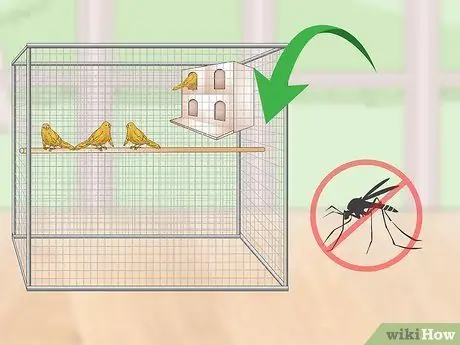 Лечить птичью оспу у канареек Шаг 13