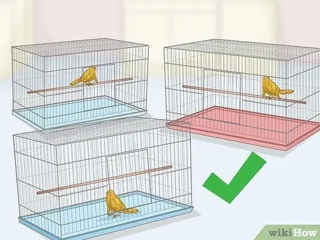 Лечить птичью оспу у канареек Шаг 14