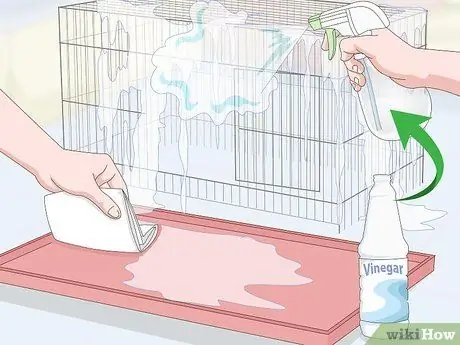 Лечить птичью оспу у канареек Шаг 15