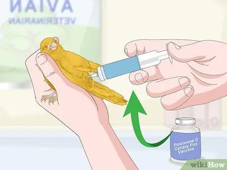 Лечить птичью оспу у канареек Шаг 16