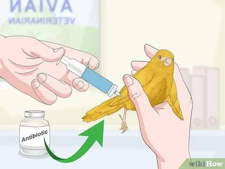 Лечить птичью оспу у канареек Шаг 2