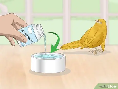 Лечить птичью оспу у канареек Шаг 3