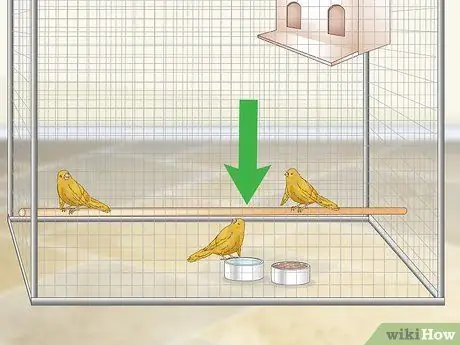 Лечить птичью оспу у канареек Шаг 6