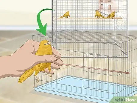 Лечить птичью оспу у канареек Шаг 7