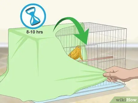 Лечить птичью оспу у канареек Шаг 8