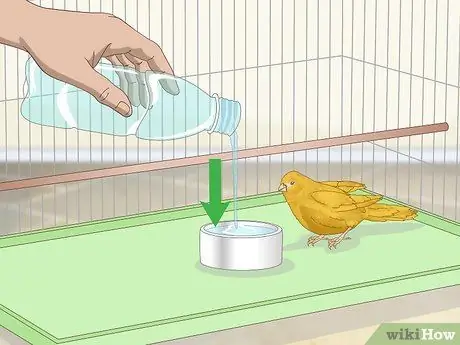 Лечить птичью оспу у канареек Шаг 9