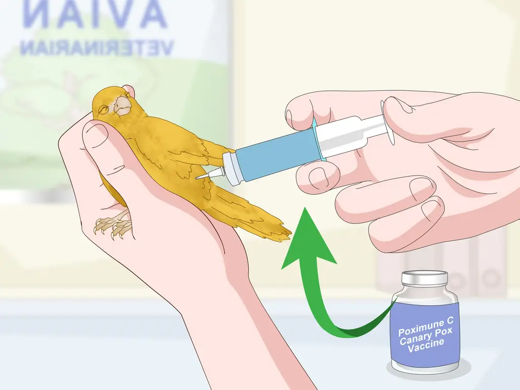 4 способа лечения птичьей оспы на Канарских островах