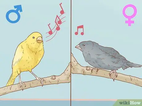 Сохранение нескольких канареек Шаг 4