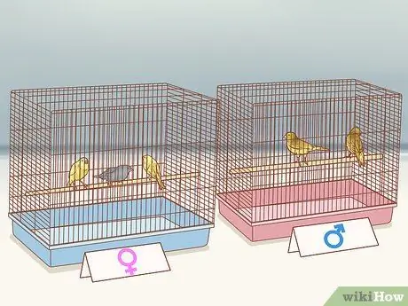 Сохранение нескольких канареек Шаг 5