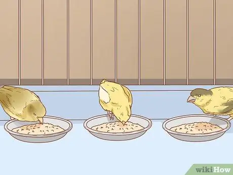 Сохранение нескольких канареек Шаг 6