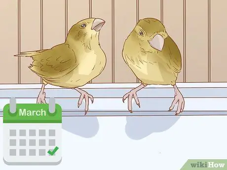 Сохранение нескольких канареек Шаг 8