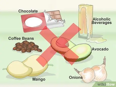 Покормить попугая Кайке Шаг 4