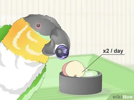 Покормить попугая кайке Шаг 5