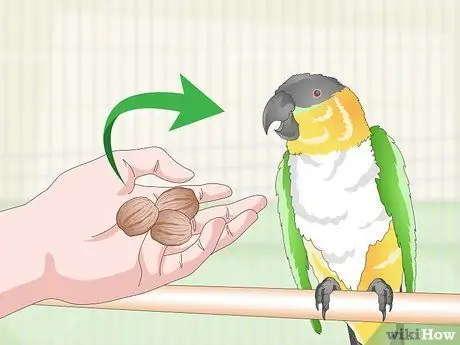 Покормить попугая кайке Шаг 7